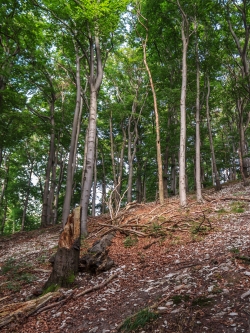 abgebrochene Altbuche mit spärlicher Buchenverjüngung