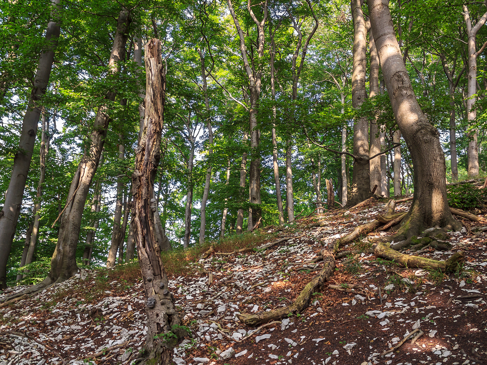 stehender Totholzbaum am steilem Westhang