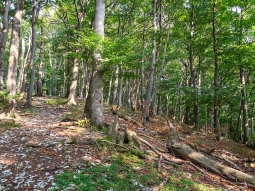 Totholzreichtum am Westhang des Hermannsbergs