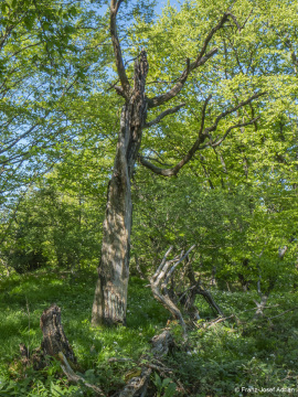 Westendorfer_Egge-10