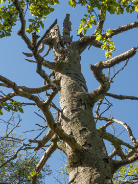 Westendorfer_Egge-3