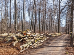 Holzpolter im Wettergrund