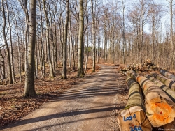 links die Naturwaldzelle Hohenstein, rechts Holzpolter