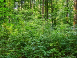 Bergahorn und Buchenjungwuchs, rechts ein alter Ahornbaum