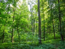 im Vordergrund alte Buchen, im Hintergrund alte Eschen