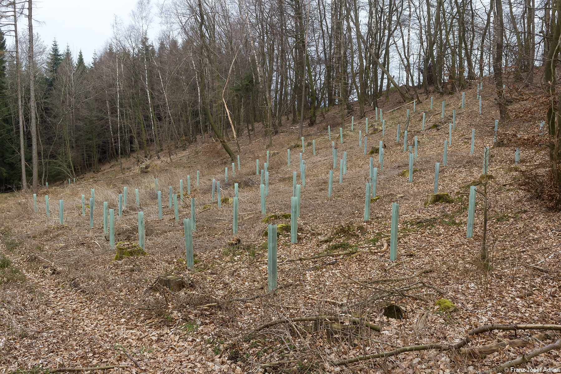 Buchen_Wuchshuellen_1