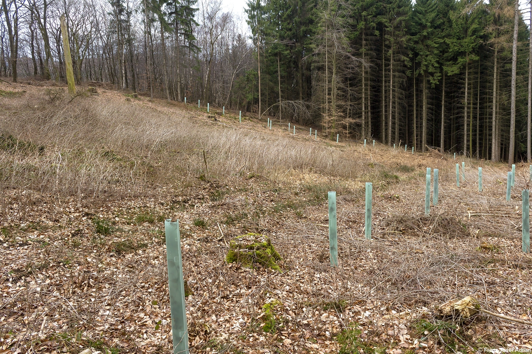 Buchen_Wuchshuellen_2