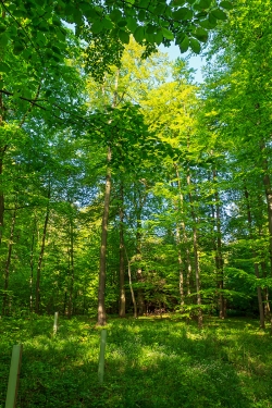 Schutzhüllen um Edellaubbäume