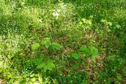 Naturverjüngung mit Bergahorn und Linde