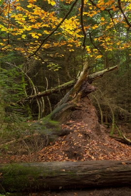 Wildnispfad_01