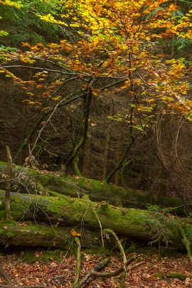 Wildnispfad_02