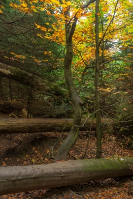Wildnispfad_03