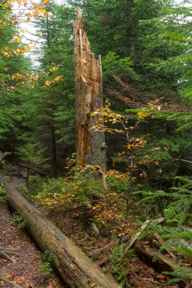 Wildnispfad_04
