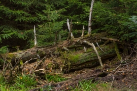 Wildnispfad_A