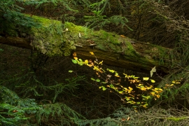 Wildnispfad_B