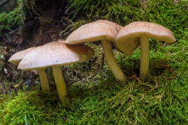 Dachpilze