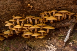 Stockschwaemmchen_1