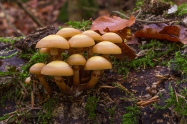 Stockschwaemmchen_2
