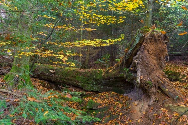 Wildnispfad_G_600