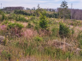 Braunlage-Wildverbiss-4K-14