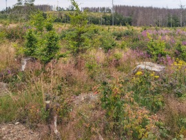 Braunlage-Wildverbiss-4K-17