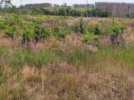 Braunlage-Wildverbiss-4K-18