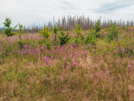 Braunlage-Wildverbiss-4K-22