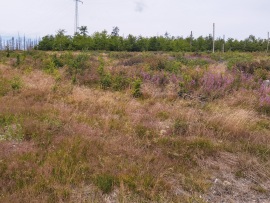 Braunlage-Wildverbiss-4K-26