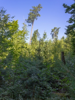 Jungwuchs aus Fichten, Buchen, Birken und Kiefern