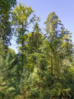 junge Kiefern, Fichten und Lärchen auf Windwurffläche
