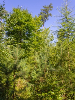 junge Buchen, Birken, Lärchen und Kiefern auf Windwurffläche