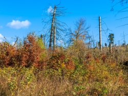 dichte Himbeersträucher mit Jungbuchen auf Windwurffläche