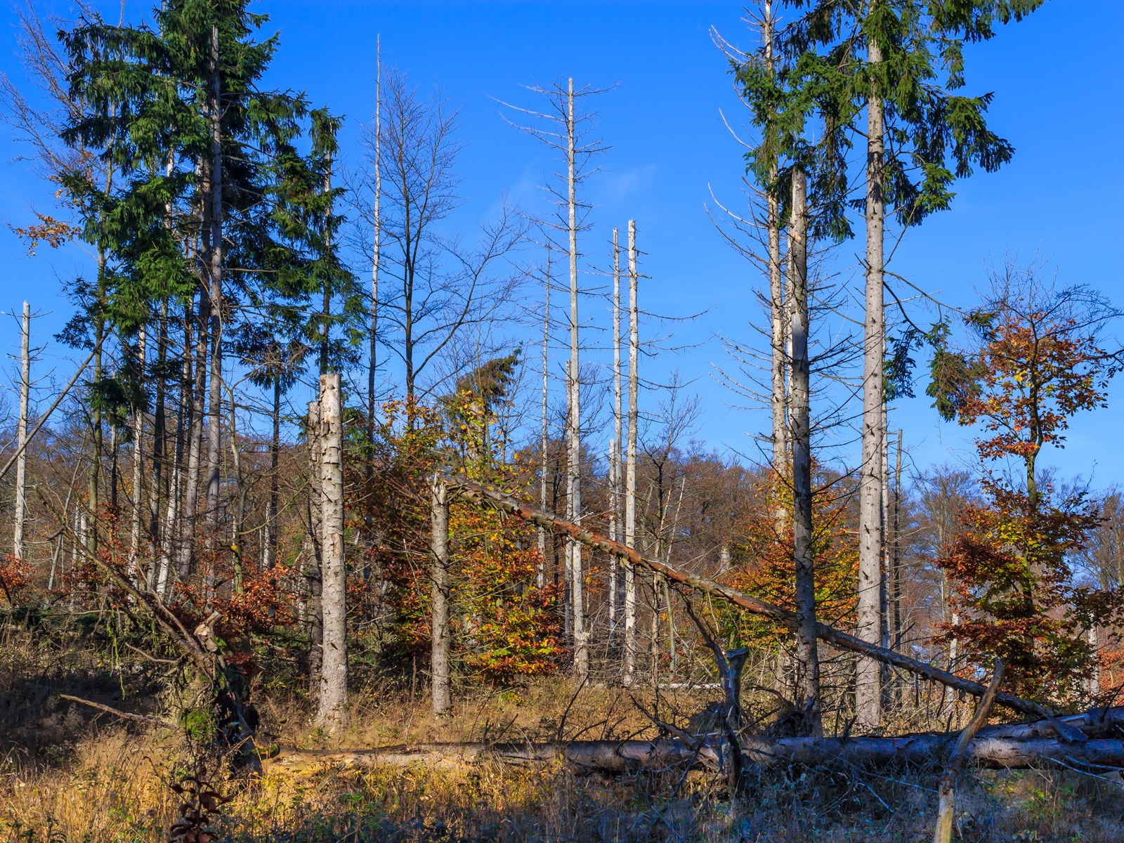nicht geräumte Windwurffläche am Arensberg