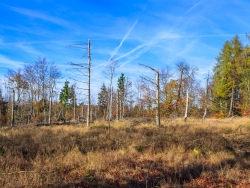 steppenähnliche Graslandschaften durch Wildverbiss