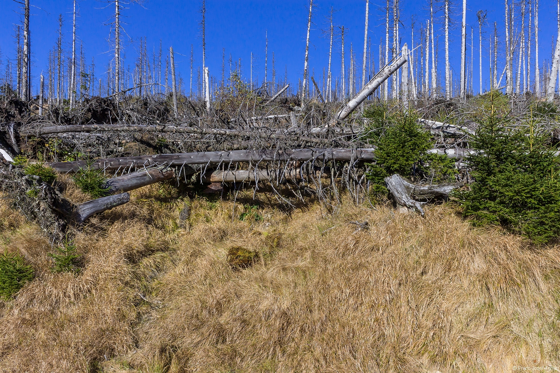 nicht geräumter Windwurf am Lackenberg