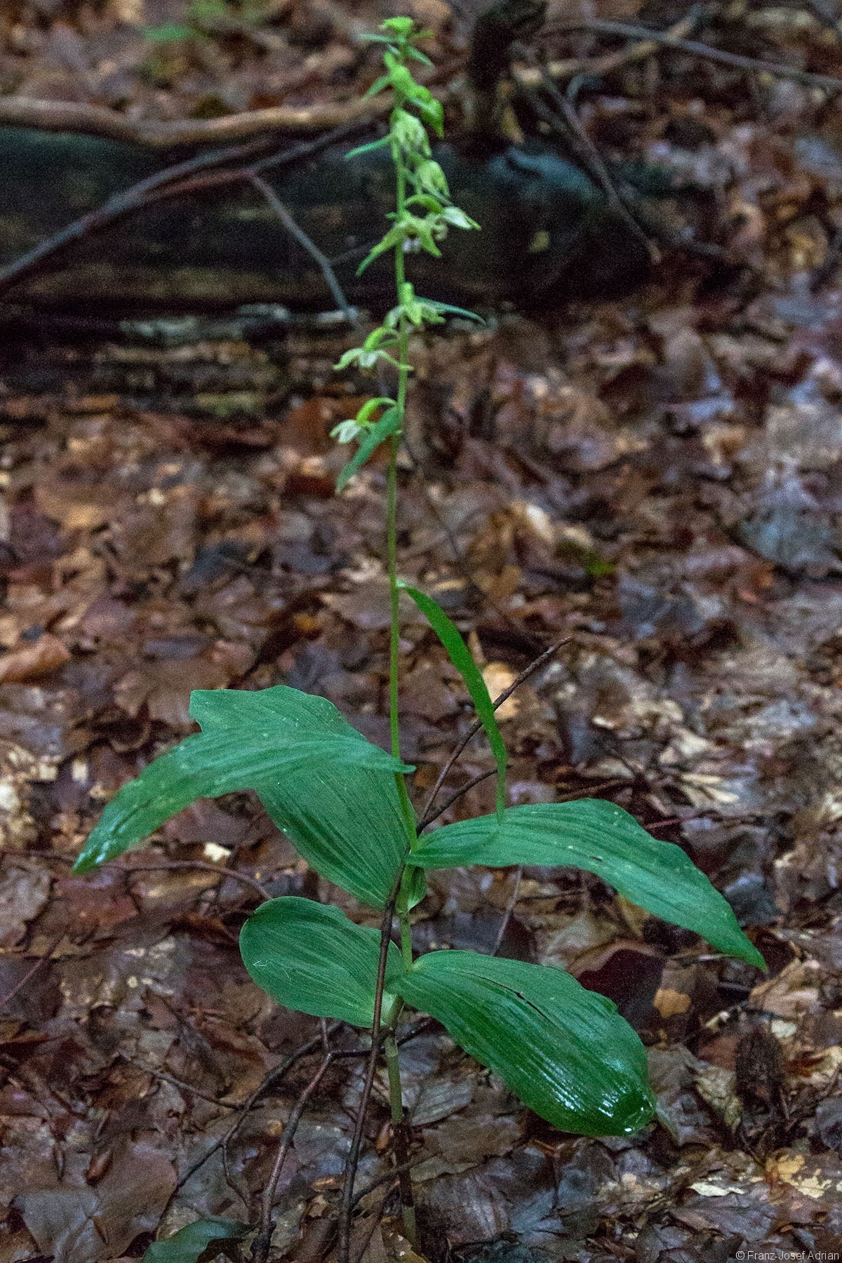 Breitblättrige Sumpfwurz (Epipactis helleborine)
