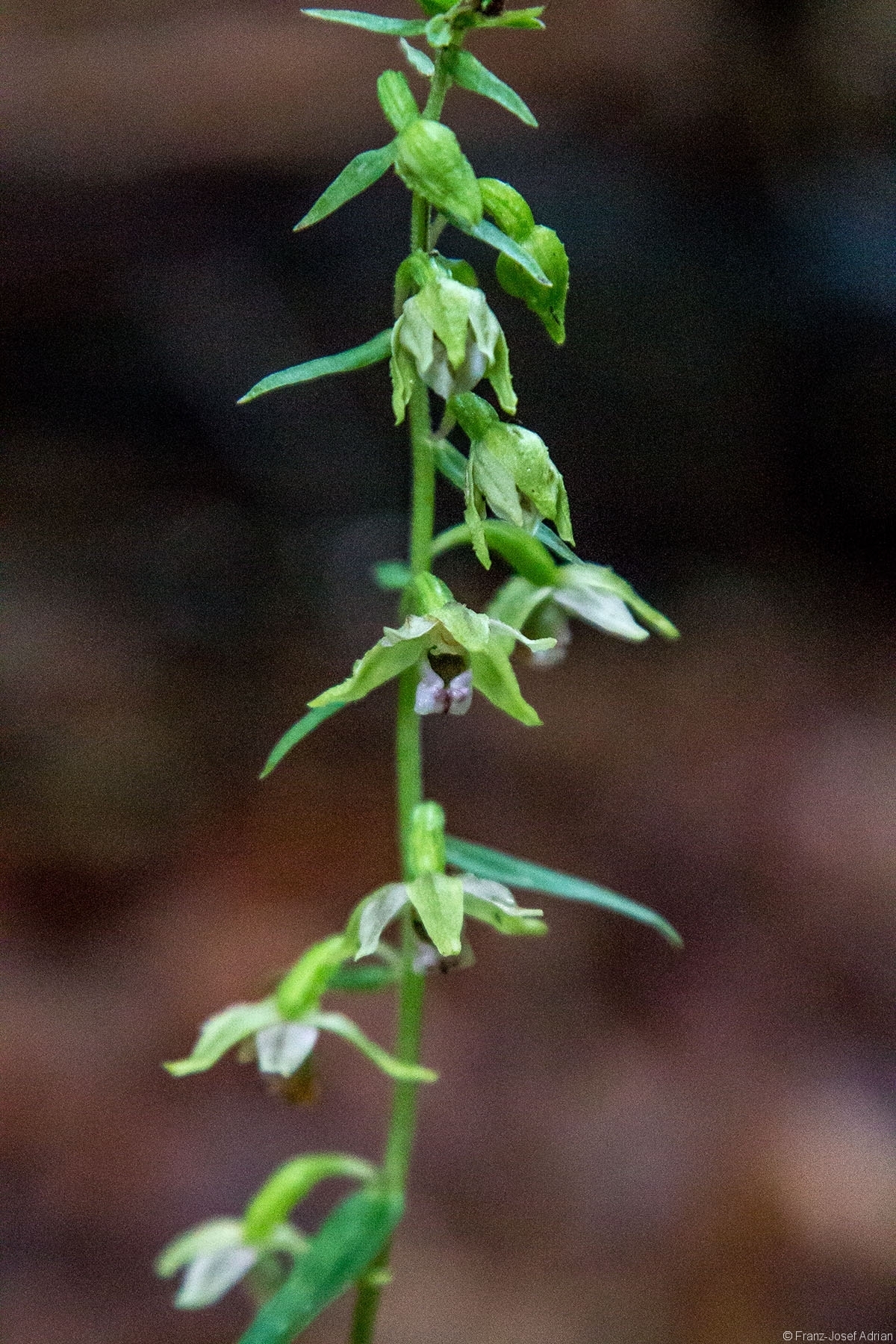 Breitblättrige Sumpfwurz (Epipactis helleborine)