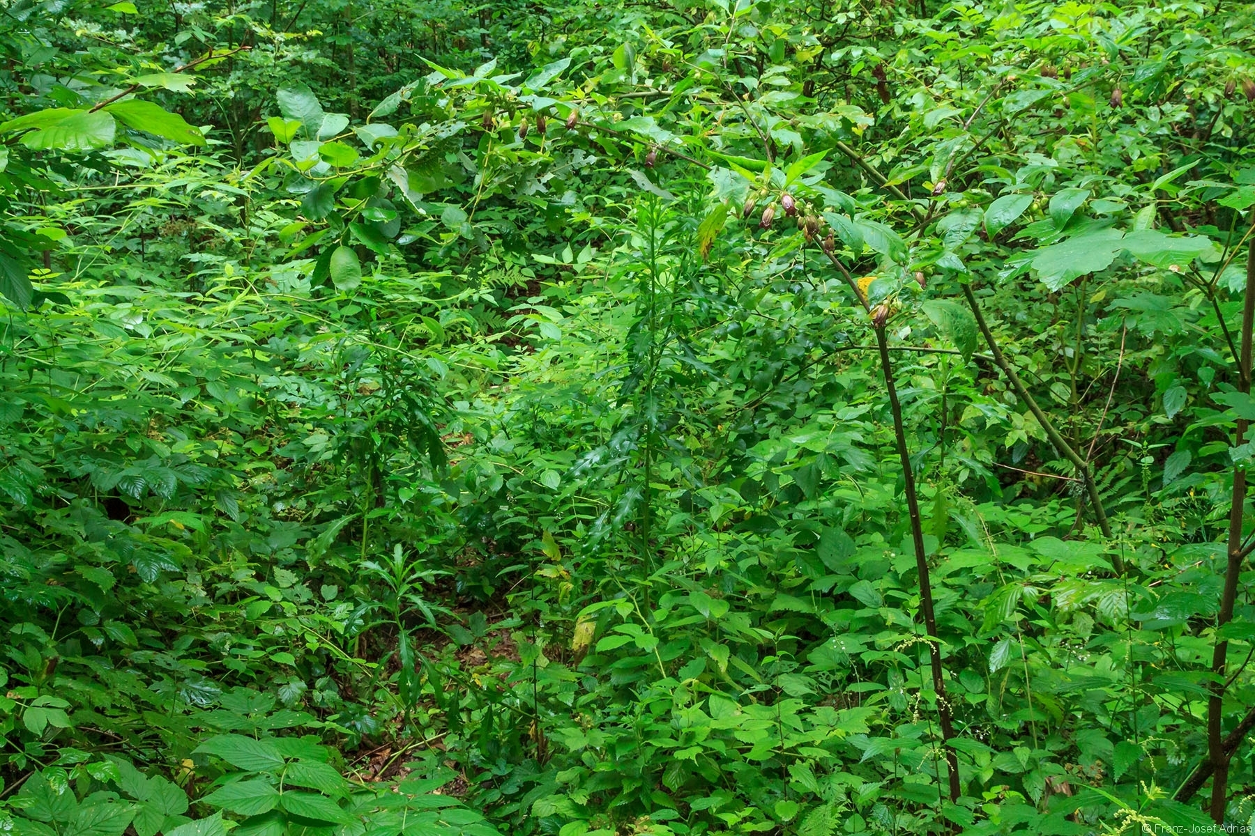 Schwarze Tollkirsche (Atropa belladonna)