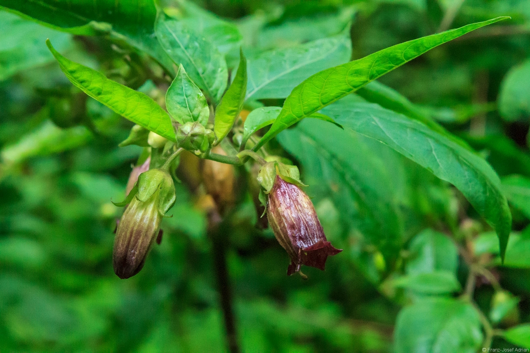 Schwarze Tollkirsche (Atropa belladonna)