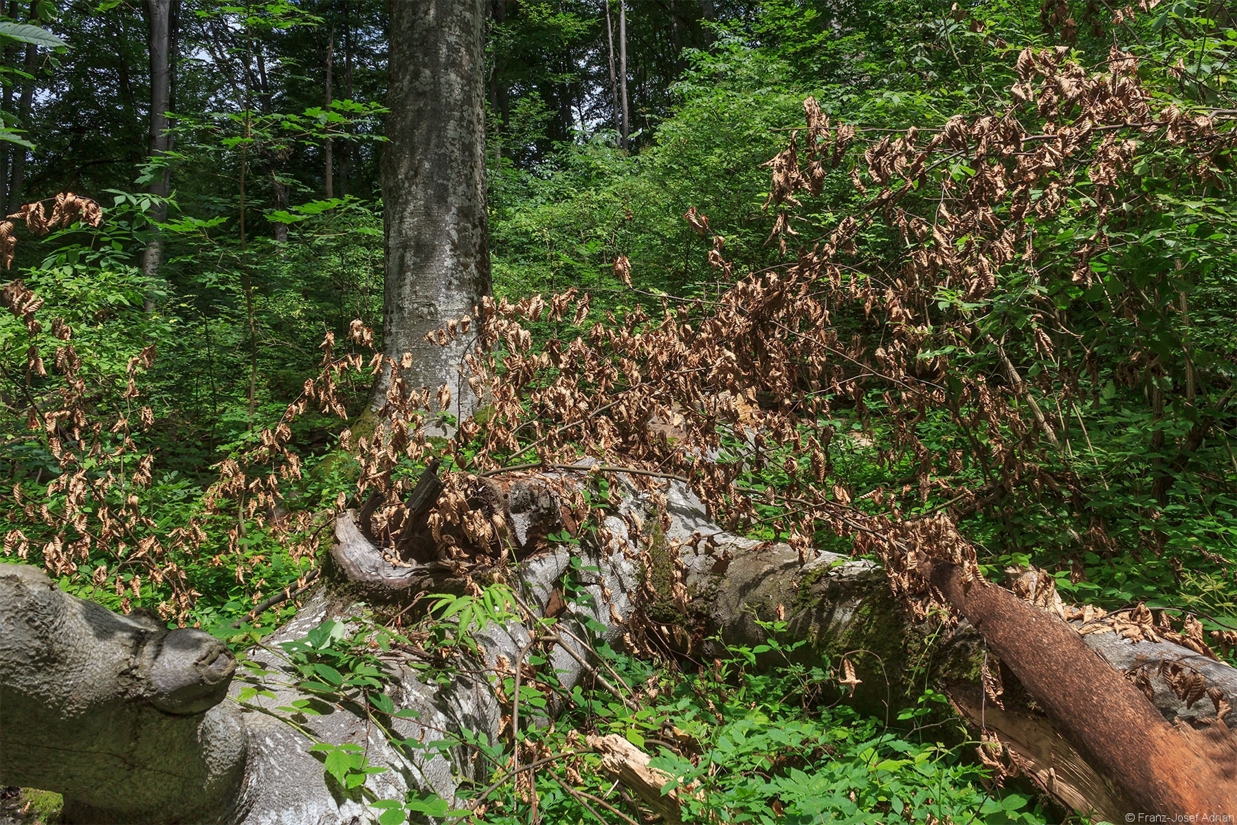 links im Hintergrund einer der vielen Bergahorne