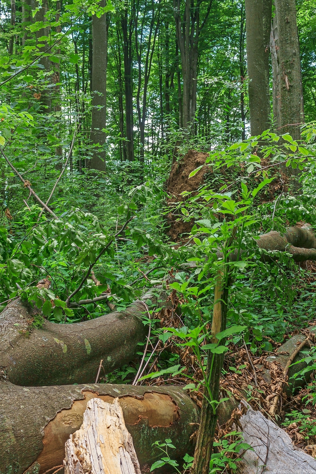 ganz vorne ein abgebrochener Holunderbusch