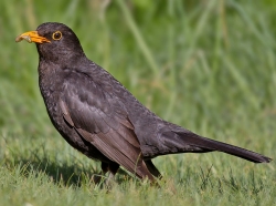 Amsel (Fotograf: Andreas Trepte, www.photo-natur.de)