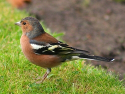 Buchfink (Fotograf: John Haslam)