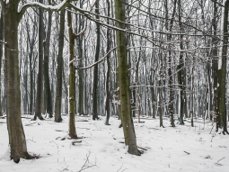 holzreicher Buchenwald im Winter