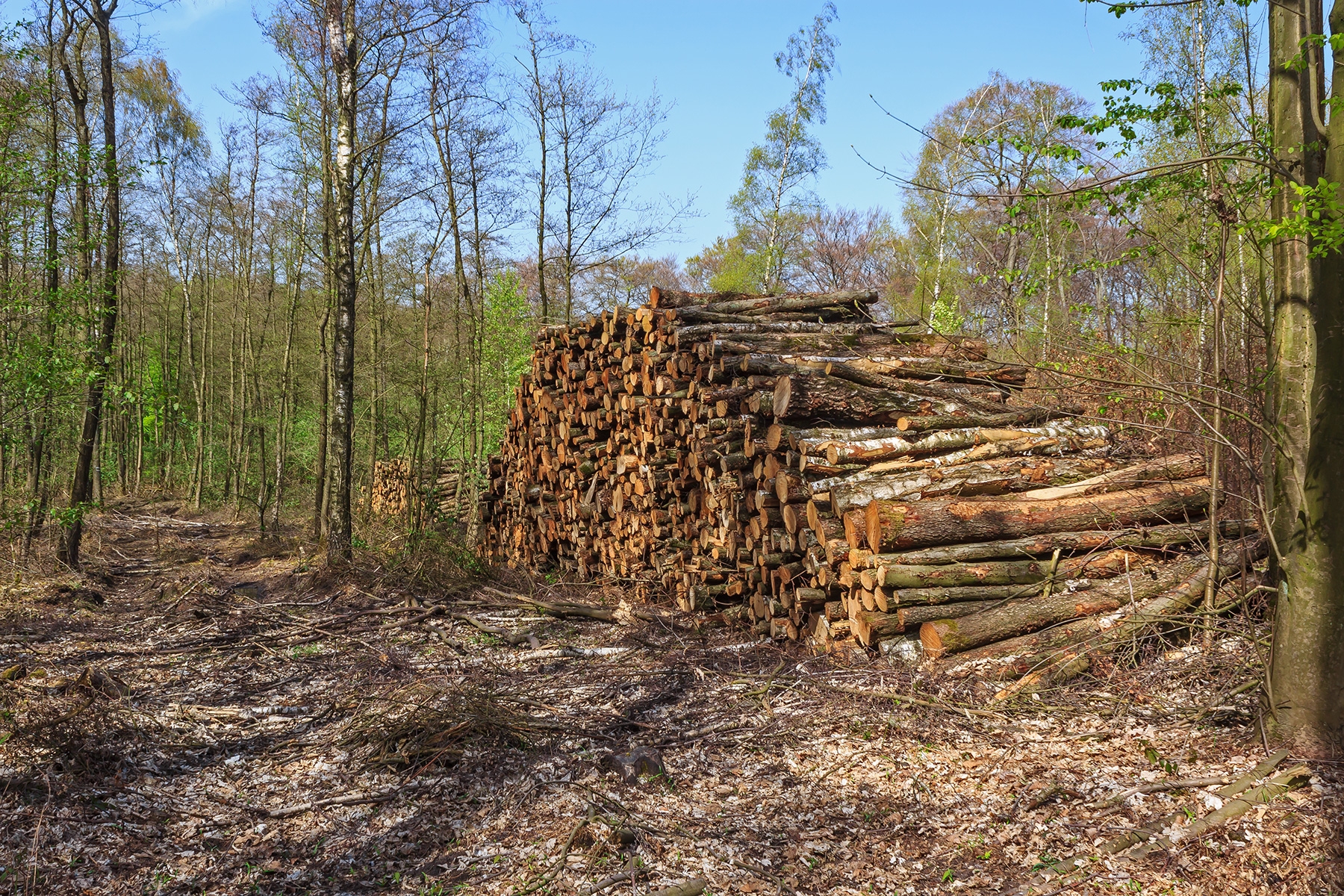 Brennholz-Polter neben Rückegasse