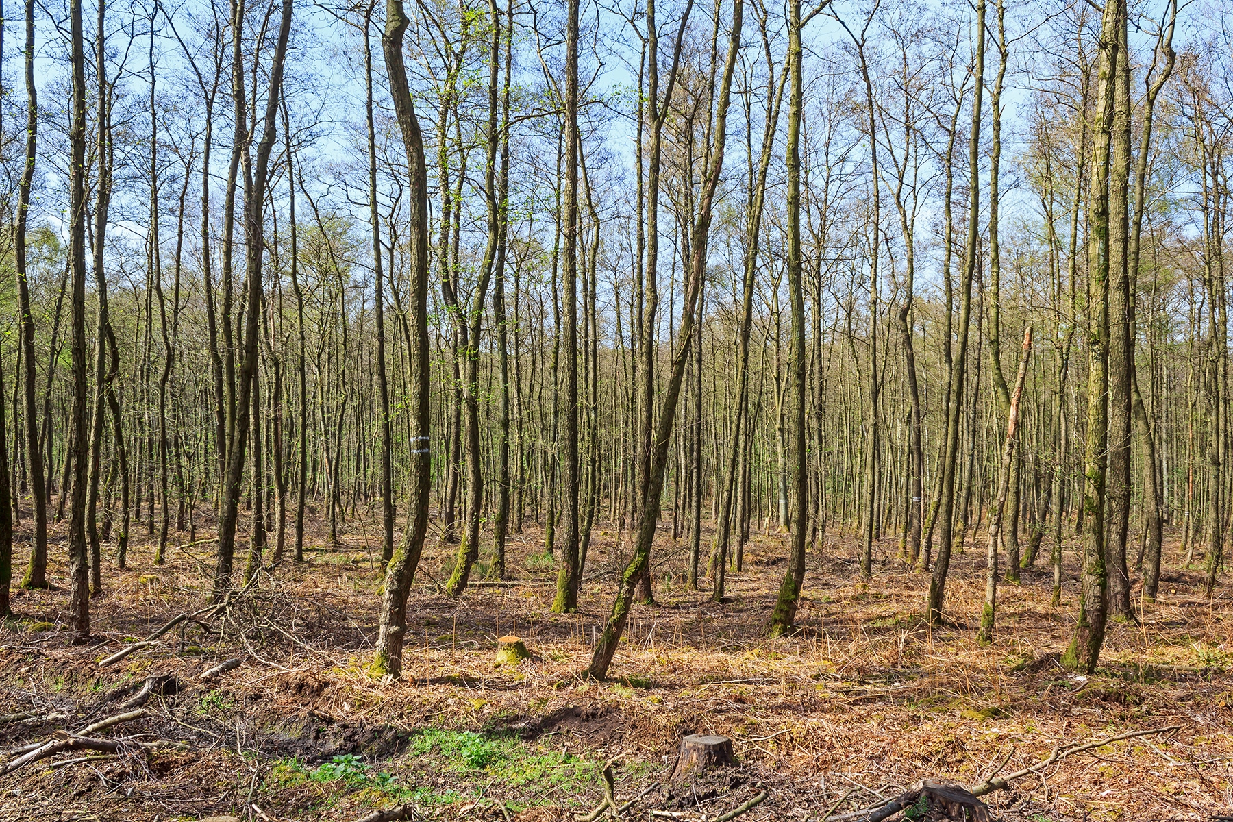 Erlen-Stangenholz