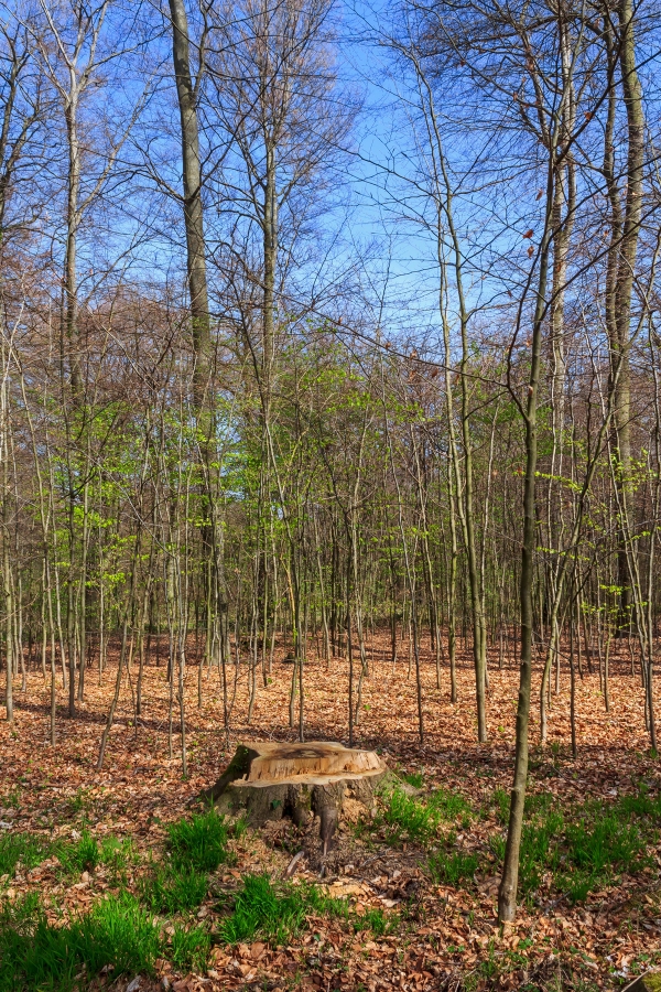 Schirmschlag im Buchenwald