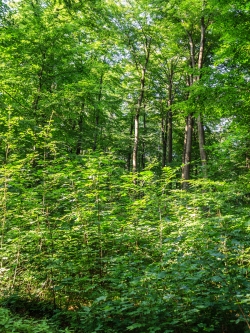Jungwuchs aus Esche und Bergahorn