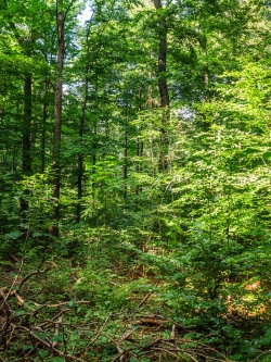 Buchen, Eschen und Bergahorn-Jungwuchs inmitten von Totholz