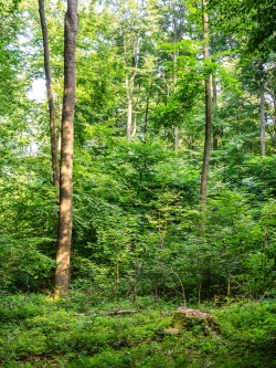 einzelner Baumstumpf im Vordergrund